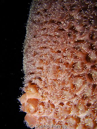 Night life, fluorescent coral polyps, Abu Dabbab, Marsa A... by Pietro Formis 