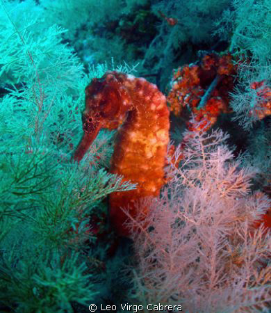 Seahorse strike a pose during our dive in Octopus Rock, M... by Leo Virgo Cabrera 