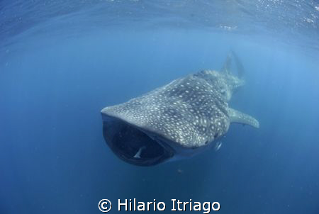 Whale shark near Cancún Q.roo. Trip with "Solo Buceo" by Hilario Itriago 