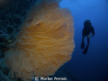 Giant Sea Fan and diver. by Marko Perisic 