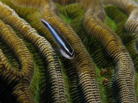 Neon Goby on a nice textured coral. by Juan Torres 