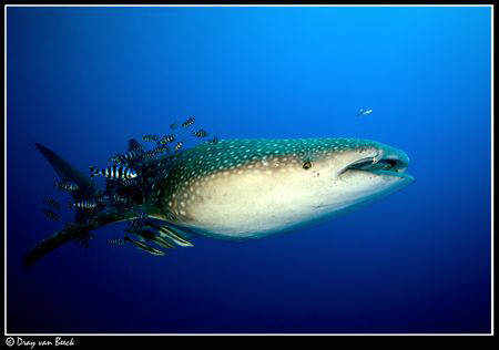 Whaleshark. Very lucky week with; Dugong, whaleshark, dol... by Dray Van Beeck 