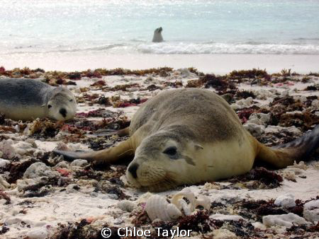 These seals were happy to have us around and played with
... by Chloe Taylor 