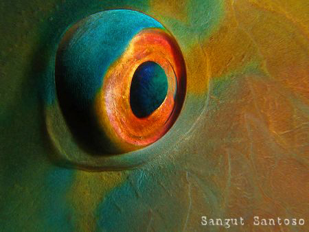 "Parot eye"
Canon g7 by Sangut Santoso 