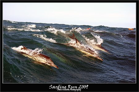 Sardine Run 2009 - Dolphins busy herding a bait ball brea... by Allen Walker 