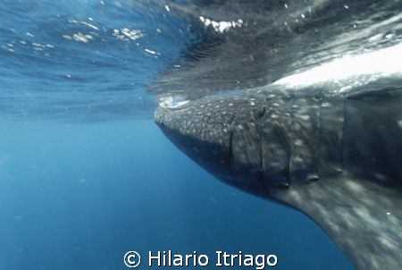 Whale Shark in Solo Buceo one day trip from Cancun México by Hilario Itriago 
