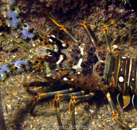Lobster in Escambron Beach in San Juan PR 
G9 with built... by Ernesto Rodriguez 