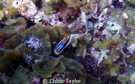 I found this nudibranch in amongst the sea weed and rock ... by Chloe Taylor 