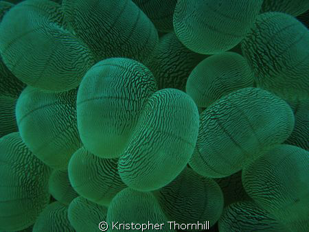 Bubble coral off Okinawa. Canon S3 IS, Ikelite housing. by Kristopher Thornhill 