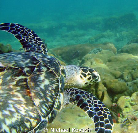 Sea turtle on the Inside Reef at Lauderdale by the Sea by Michael Kovach 