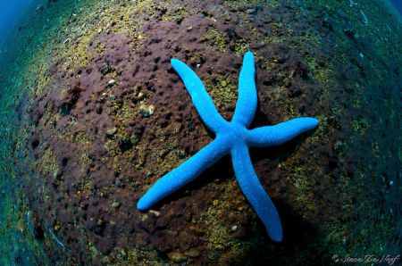 Blue starfish at Apo Island. by Steve De Neef 