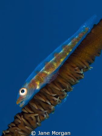 Whip goby by Jane Morgan 