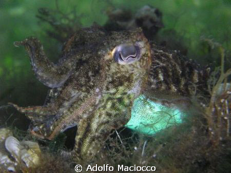 Cuttlefish, Punta Asfodeli Jetty,
Sardinia
 by Adolfo Maciocco 