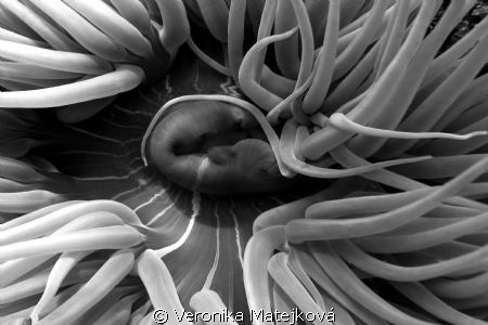 Snakelock Anemone -Anemonia sulcata
Black and white styl... by Veronika Matějková 