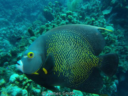 French Angelfish 
Got very close and panned.  Lucked out... by James Smith 