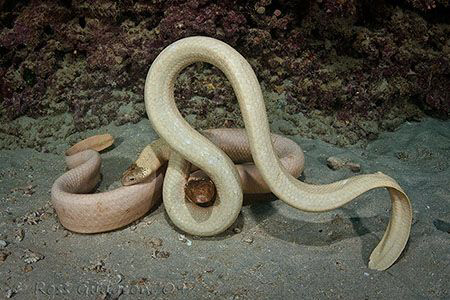 Which way did he go?  Pair of Olive Sea Snakes mating.  N... by Ross Gudgeon 