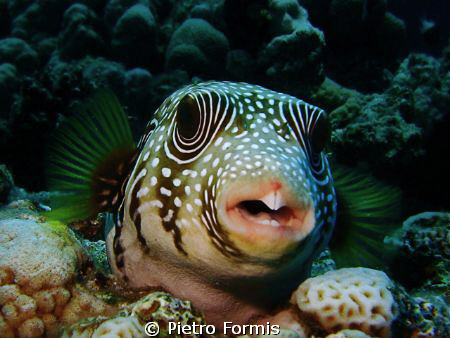Funny Puffer Fish, Marsa Mubarak, shot with Sony w-300 , ... by Pietro Formis 