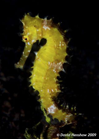 Yellow Thorny Seahorse in Bali, taken with D200 and 105mm... by David Henshaw 