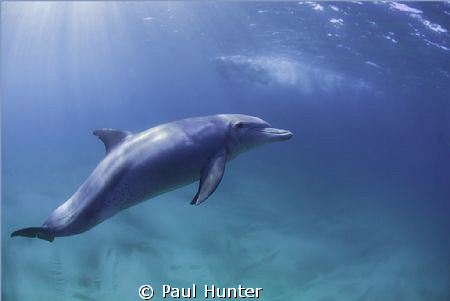 Friendly dolphin taken at Sodwana Bay, South Africa by Paul Hunter 