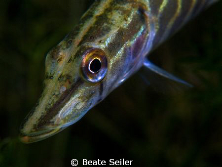 A juvenile Pike Fish - taken with my new G10 and UCL165 /... by Beate Seiler 