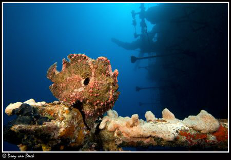 Frogfish. Same lucky week. by Dray Van Beeck 