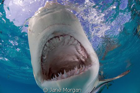 Lemon shark taken with a pole cam. by Jane Morgan 