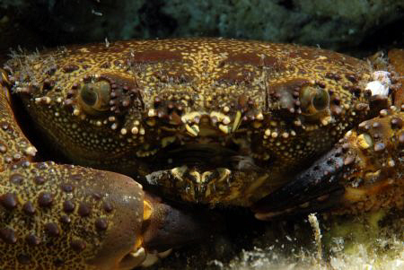some macro shot of a crab. by Andy Kutsch 