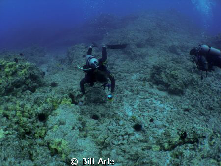 Dive master trying to convince an octopus to show itself.... by Bill Arle 