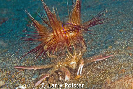 Crab with fire urchin on his back for predation protection. by Larry Polster 