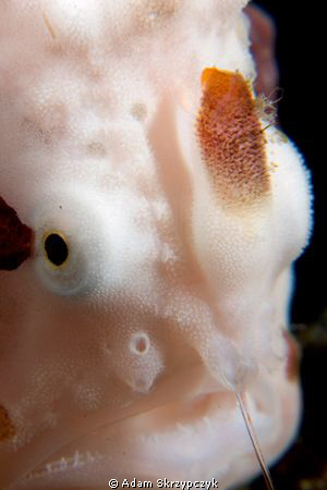 tiny frog fish with lure out and sharp teeth ready by Adam Skrzypczyk 