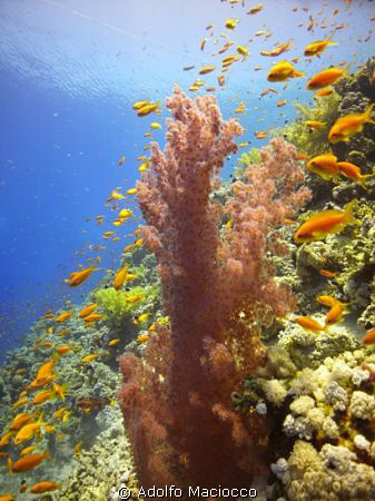 Soft Coral & Anthias 
Jackson Reef
Sharm el Sheikh by Adolfo Maciocco 