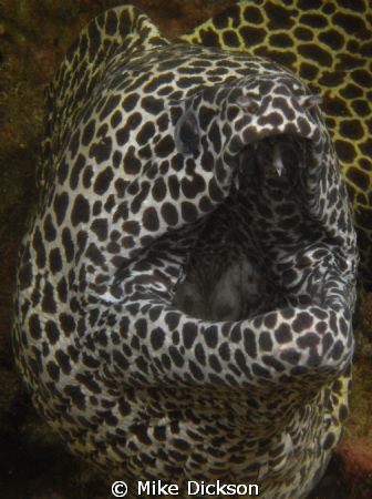 Honeycomb moray (l:Gymnothorax favagineus)

Aquarium, D... by Mike Dickson 