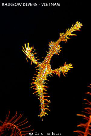 Ghost pipe fish, Whale Island, Vietnam by Caroline Istas 