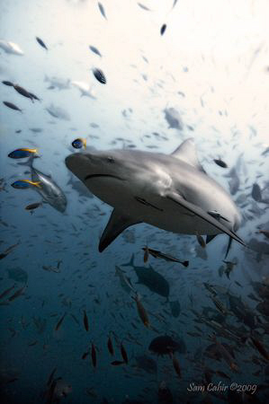 Bull shark enjoying the Fiji sun.  Taken with Nikon D90 w... by Sam Cahir 