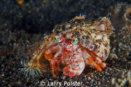 Crab on the move. D300-60mm by Larry Polster 