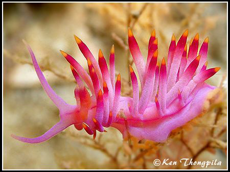 A Beautiful Colour of Red-Lined Flabellina at Nelson Bay,... by Ken Thongpila 