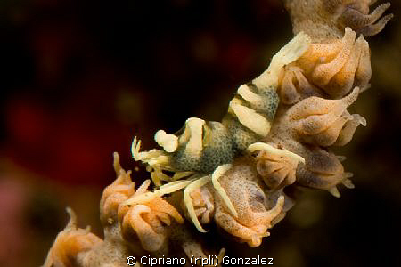 coral shrimp by Cipriano (ripli) Gonzalez 