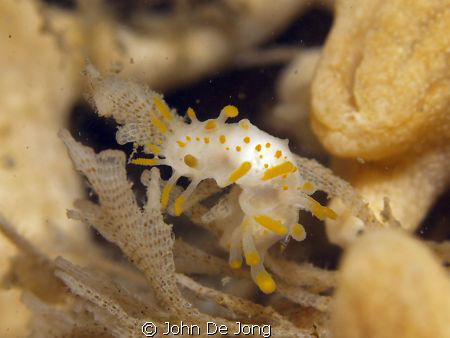 Limacia clavigera at the Oosterschelde. They can be find ... by John De Jong 