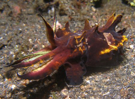 Flamboyant Cuttlefish taken on night dive in Lembeh Strai... by Neil Skilling 