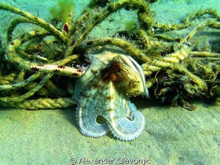 an octopus in daytime posing,pictures taken while snorkel... by Alexandar Glavonjic 