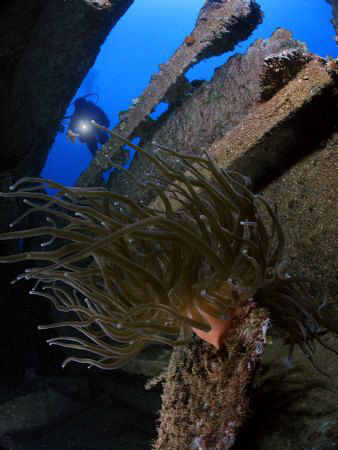 Nice anemone inside a wreck. by Juan Torres 