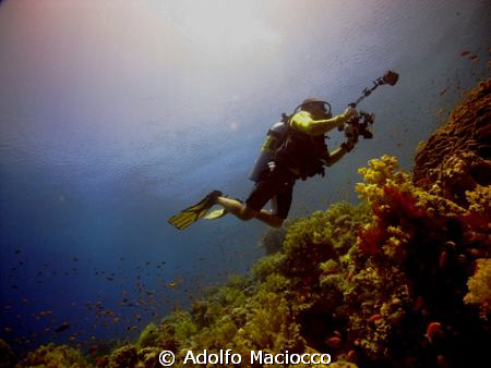 UW Photographer @ Jackson Reef's Coral Garden,
Tiran Str... by Adolfo Maciocco 