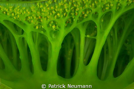 green tunicate taken with Canon 400D/Hugyfot by Patrick Neumann 