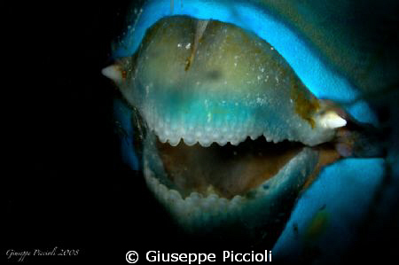 Night teeth by Giuseppe Piccioli 