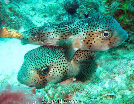 Love takes many forms.....Here is a puffer couple right h... by David Gross 