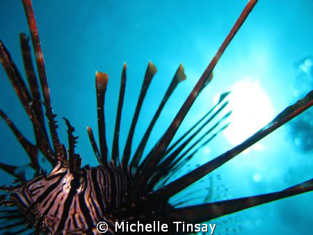 Common lion fish at arco point in bohol. shooting with my... by Michelle Tinsay 