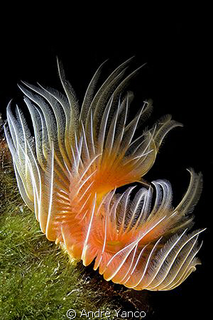 Dance of color...  Another one of my Tube Worm studies ca... by Andre Yanco 