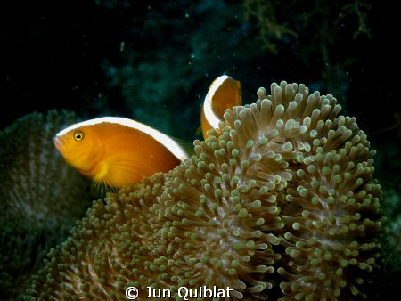 Another kind of clown fish. C7070 with epoque wide angle ... by Jun Quiblat 