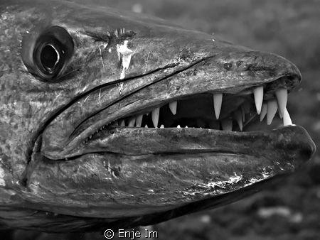devil's teeth / Residence great barracuda at Tulamben shi... by Enje Im 