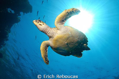 Cruising turtle..
Shark Reef, Ras Mohamed Park. Yesterda... by Erich Reboucas 